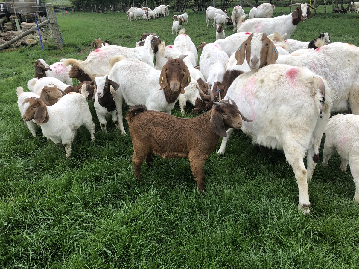 tailoredgoatco's tweet photo. Our lovely boer goat buck Donald has fantastic confirmation will make a great buck for someoneโs herd. Will be for sale in a few months at weaning #goats #boergoats #goatsofinstagram #animalsforsale #goatsforsale @ Penrith, Cumbria https://t.co/Ms95bS9Is8