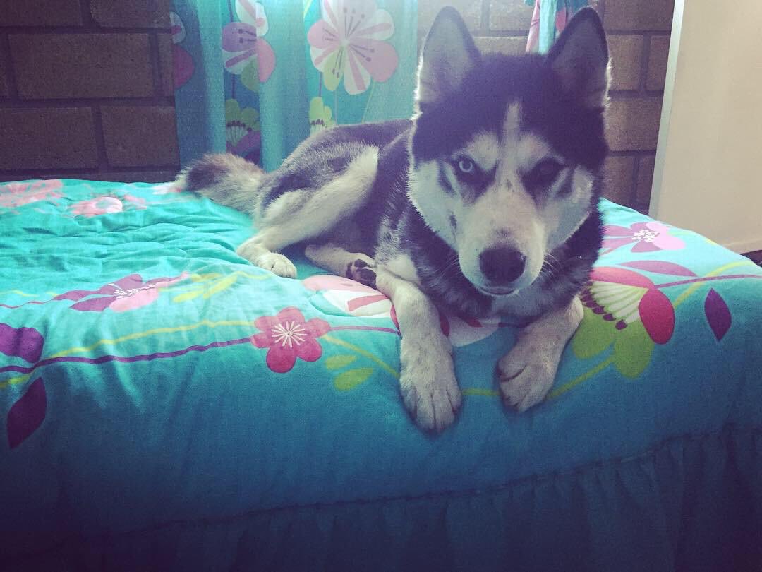 alanegrin's tweet photo. Mi mamá -No quiero a ese perro en la casa. 
Yo -a ver sácalo tú. 🤷🏾‍♂️🐺 https://t.co/ygMS9Fdab5