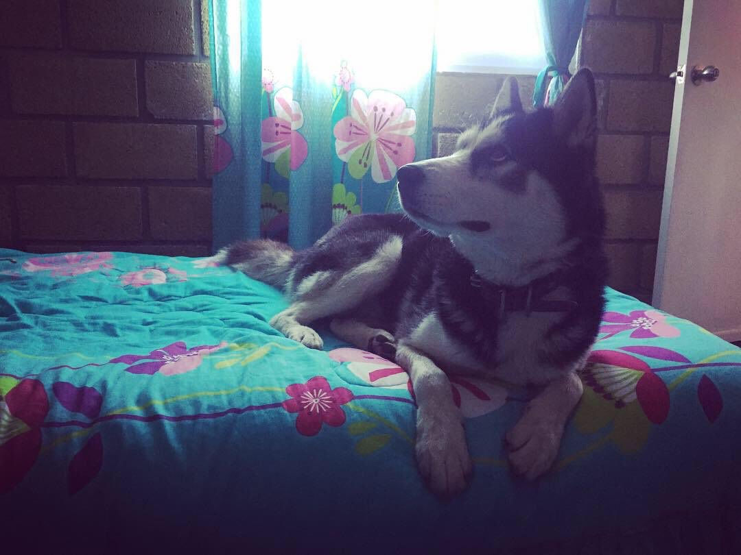alanegrin's tweet photo. Mi mamá -No quiero a ese perro en la casa. 
Yo -a ver sácalo tú. 🤷🏾‍♂️🐺 https://t.co/ygMS9Fdab5