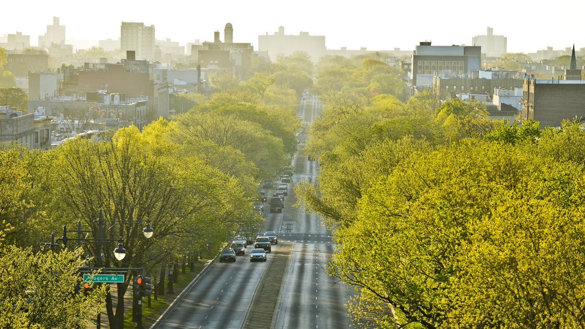 Trees line a parkway in a neighborhood in Brooklyn.