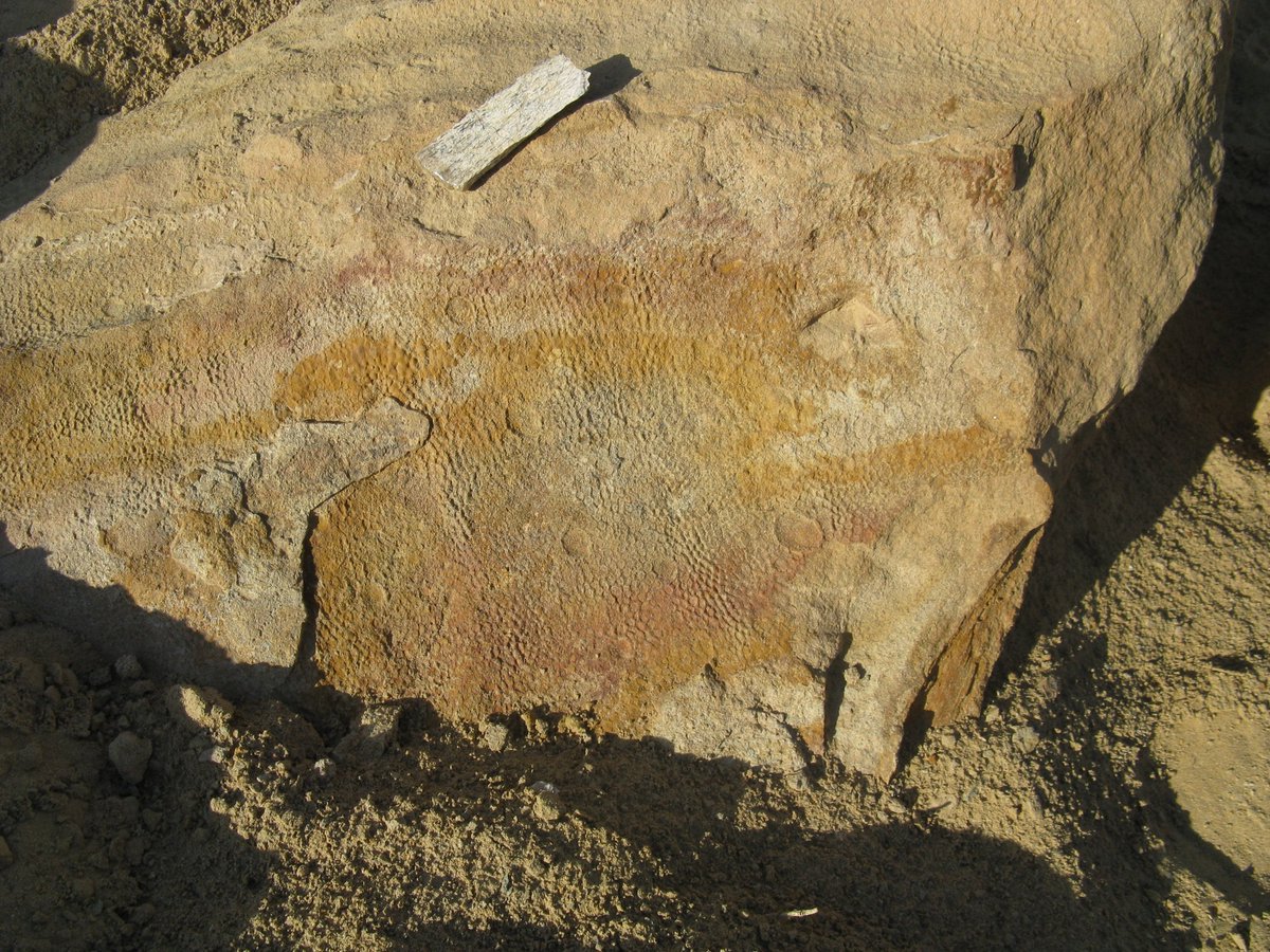 WScottPersons's tweet photo. The “Dragon’s Tomb”: a big chunk of fossil skin from Saurolophus sits in the Gobi Desert.   #FossilFriday https://t.co/J5jc27erjl