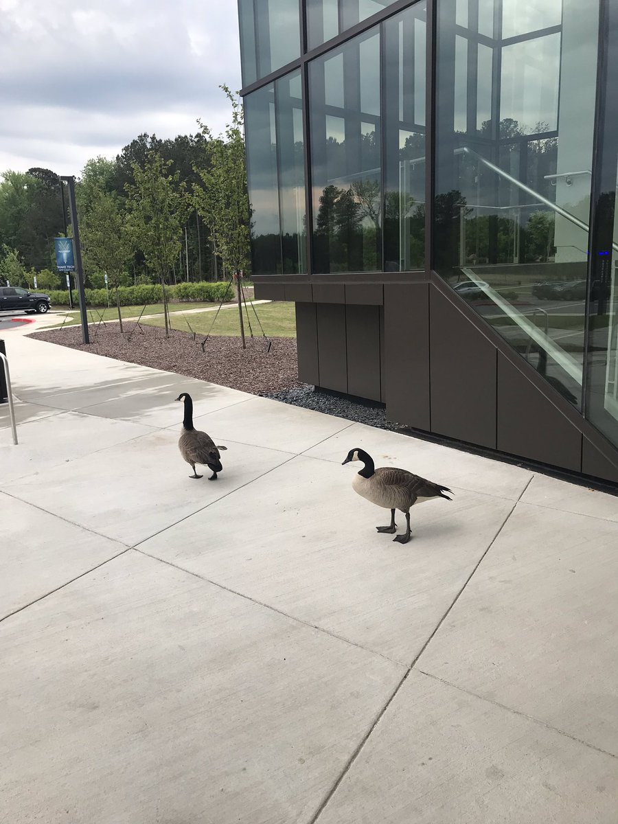 MrsWendySue's tweet photo. Ok @WakeTechGoose did you fly from North campus? https://t.co/sFDPrjxaca
