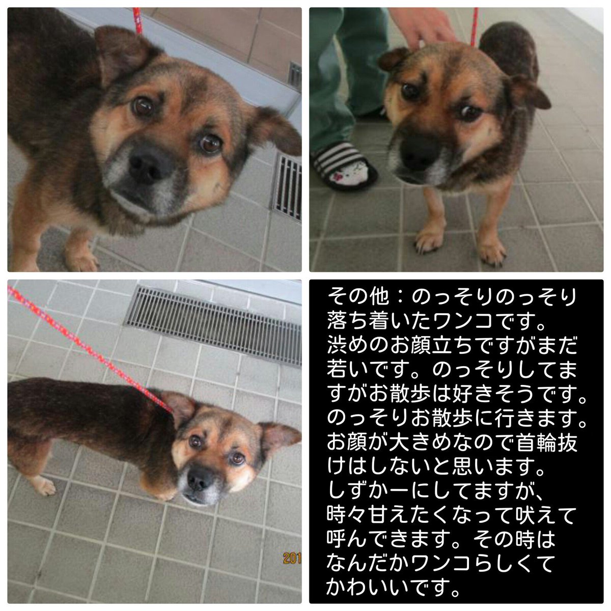 Micky على تويتر 沖縄県譲渡犬 里親募集中 情報拡散 よろしくお願い致します No 17愛称 べんけい 記号犬31 17 登録日19年4月26日 毛色 茶黒白 性別 オス 体格 中 推定年齢 3歳