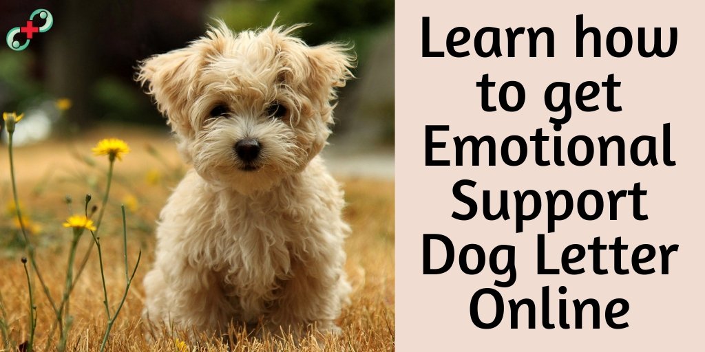 Petsupportdoct1's tweet photo. As mental health disorders are increasing gradually in the United States, an ESA is becoming a popular treatment option for many people. 
 #emotional #support #animal #doctor #pets #vetschool  #dogs #puppy #love  #doglovers  https://t.co/duMhcA7m4w https://t.co/9nwAVGKWly
