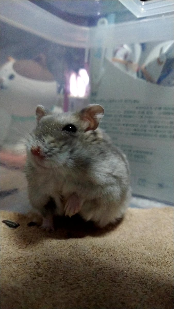 osos_at_kkk's tweet image. めっちゃわろてますやん

#ハムスター
#ニッ