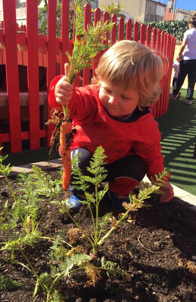 Recogiendo las zanahorias de nuestro #huertourbano

#kindergarten #school #children #badalona #educació #education #educacioninfantil #preeschool #escuelainfantil #alimentación #happy #HealthyFood #food #kidsactivities #kids #kidslife #escuela #food #comida #childrenactivities