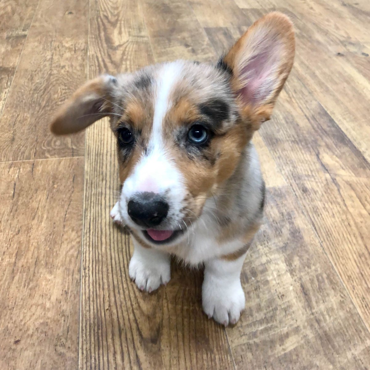 wallywagss's tweet photo. Treats? #corgiparty #welsh_corgi #corgiofficial #corgiobsessed #corgibuttsdrivemenuts #corgibeachday #corgiproblems #corgisareawesome #corgicrazy #corgithings #puppi #buzzfeedcorgis #corgidogs #corgi_of_instagram #puppybrother #puppylovin #corgipower #corgimania #puppygirl https://t.co/2EsQGXxtsA