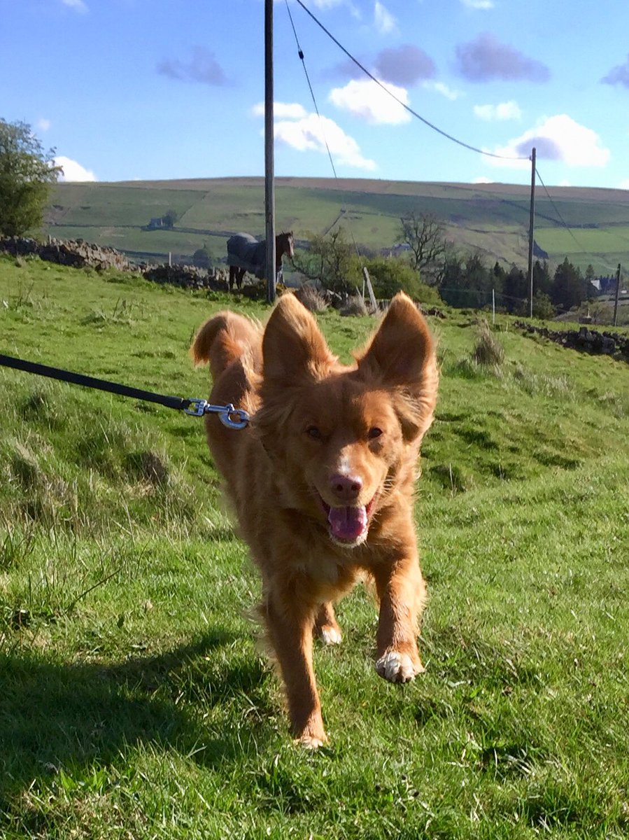 mill_doggy's tweet photo. Maya’s got that Friday feeling 😂#toller #ducktollingretriever #FridayFeeling #feelinghappy  @mill_doggy @discovernland #areaofoutstandingbeauty https://t.co/xMEJShTSrg