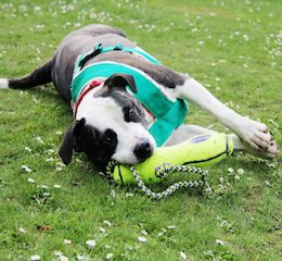 Epsom Canine Rescue 🐶 tweet media