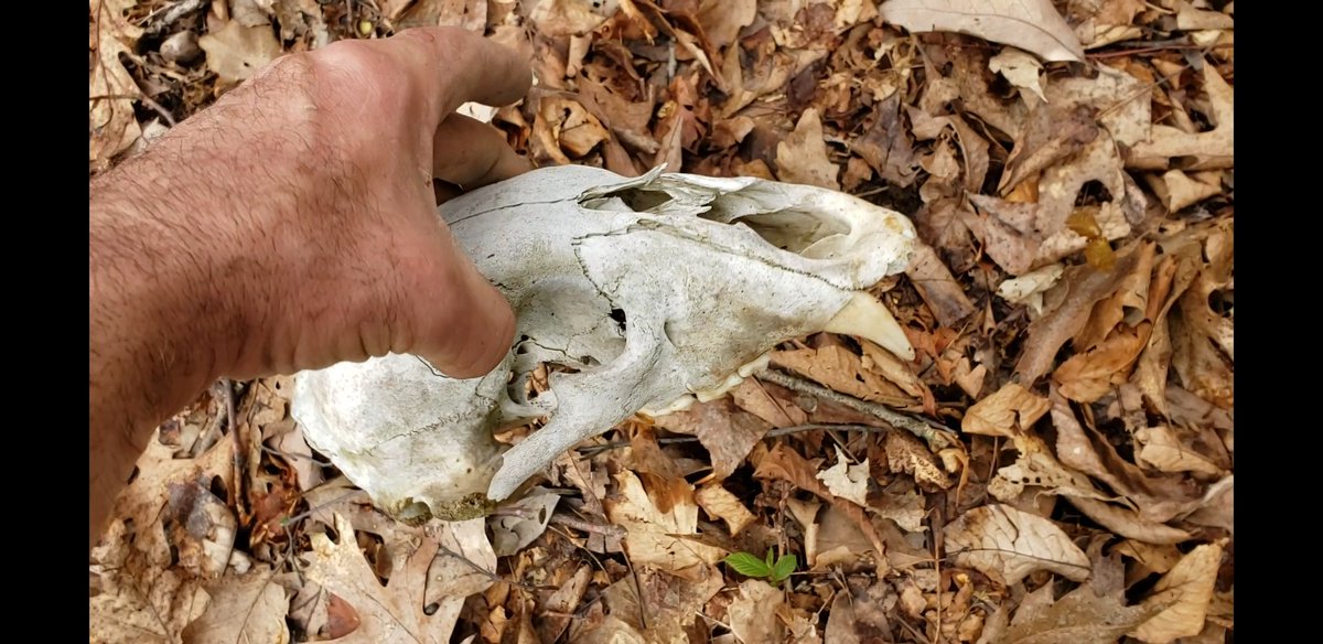 Wow!! In a new area metal detecting. This is What I found.#metaldetecting #bears youtu.be/sivTuNFRbJU