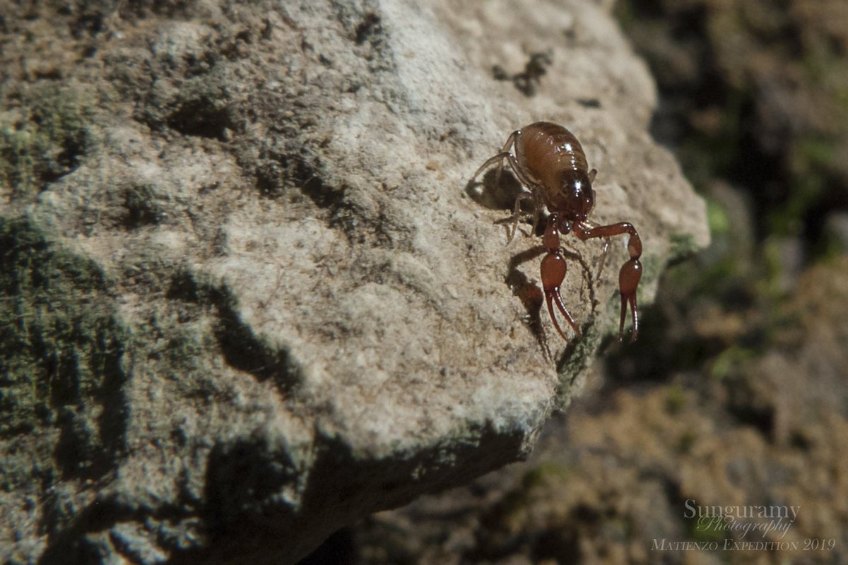 KarstEntomology's tweet photo. The excellent little pseudoscorpion found in site 880 yesterday. Photo by Amata. #KarstScience #Entomology #FieldWork https://t.co/ZqoyPwPvwc