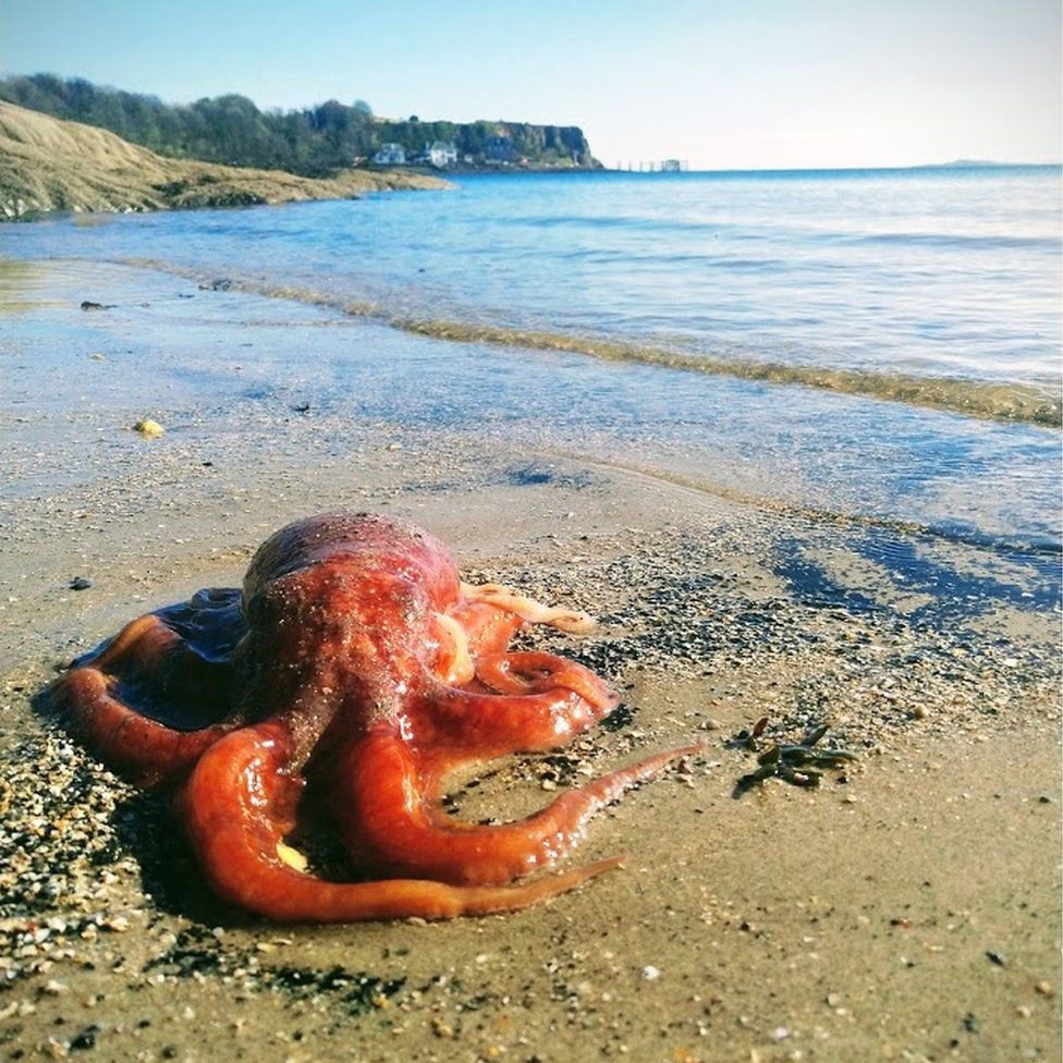 Octopus by Shirley Maxwell