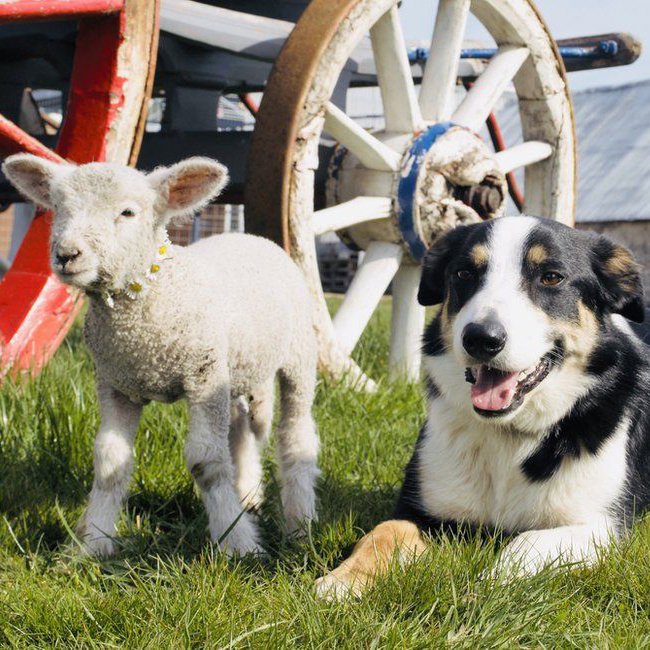 Lamb and dog by Ellie Comins