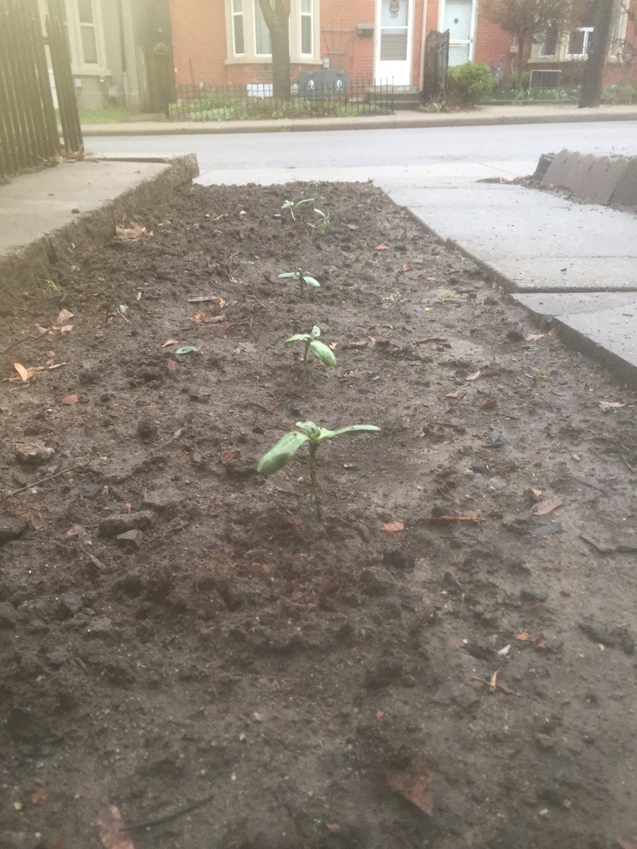 OpenRollPodcast's tweet image. Fee for service vs commission.  Is your Financial Planner helping build your financial plan, helping your portfolio grow, and giving you advice to help reach your goals?  openroll.org/197-charging-f…