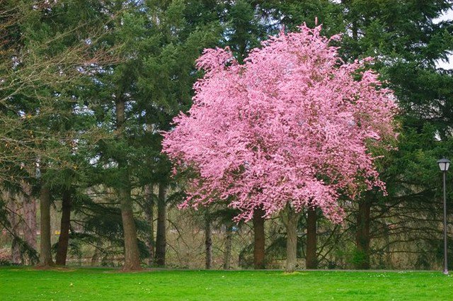 #gardendesignmag: Have you ...
 
#Arborday2019 #Cherryplumtree #Floweringtree #Floweringtrees #Garden
 
allforgardening.com/53927/gardende…

.