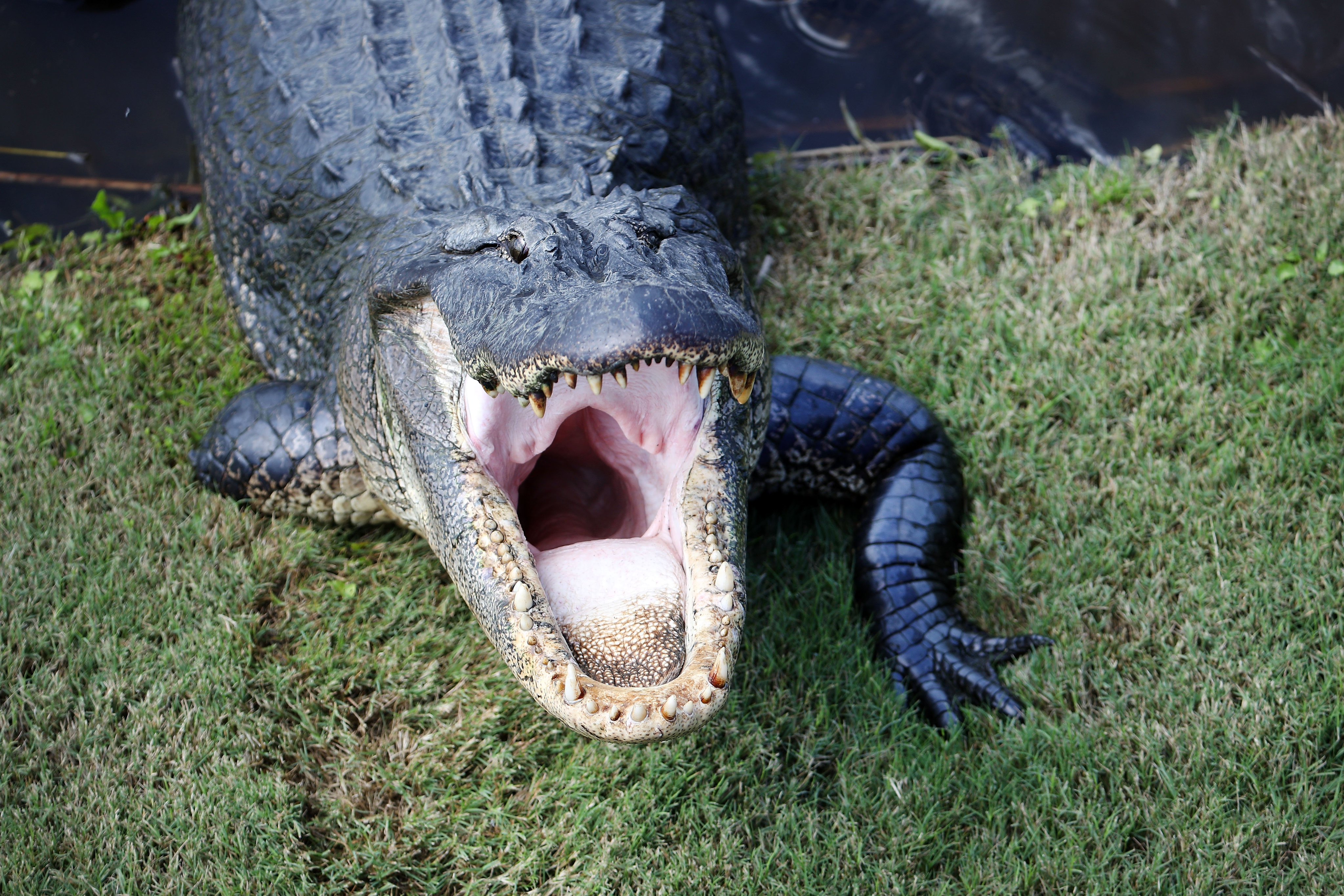 Tripod the Alligator (@TripodGator) / X Tripod the Alligator (@TripodGator) / X