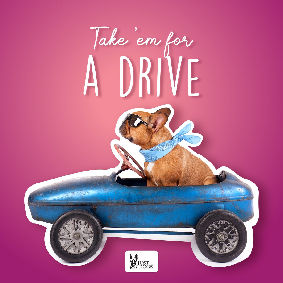 justdogsindia's tweet image. #justdogs #1petretailstore #happiestplaceforpets #wecare #summer #summer2019 #summertips #cardrive #roaddrive #longdrive #longdrives #cardrives #keepthemcool #toohotoutside #summerseason #summerseason2019 #summertipsandtricks #summertipsfordogs #summertipsforpets #summertip