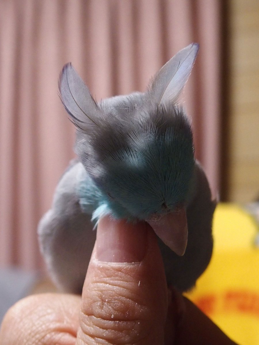 soramama018's tweet photo. 耳生えた https://t.co/P87tKwEigk