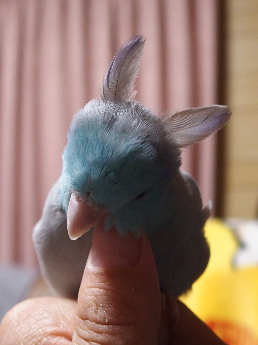 soramama018's tweet photo. 耳生えた https://t.co/P87tKwEigk