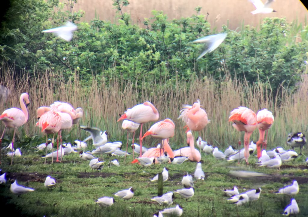 De #Grevelingen flamingo’s opgezocht in het Zwillbrocker Venn. Eerste nestvorming gezien en indrukwekkende kokmeeuwkolonie! Ondertussen werken we met <a href="/gem_go/">Goeree-Overflakkee</a> aan zonering Battenoord.