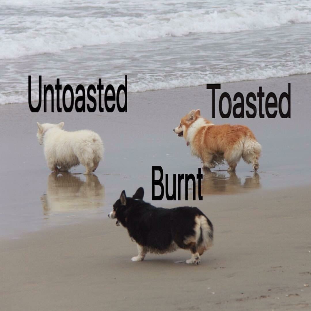 Lostaday's tweet photo. How do you like your marshmallow? @funnypuppy Funny Puppy 
#corgi #toasted #marshmallow #dog #puppy #pets #animals

Tag your friends who always pay close attention to electronics info and invite them to follow @Buybuybee. https://t.co/bMBVMIu0Ch