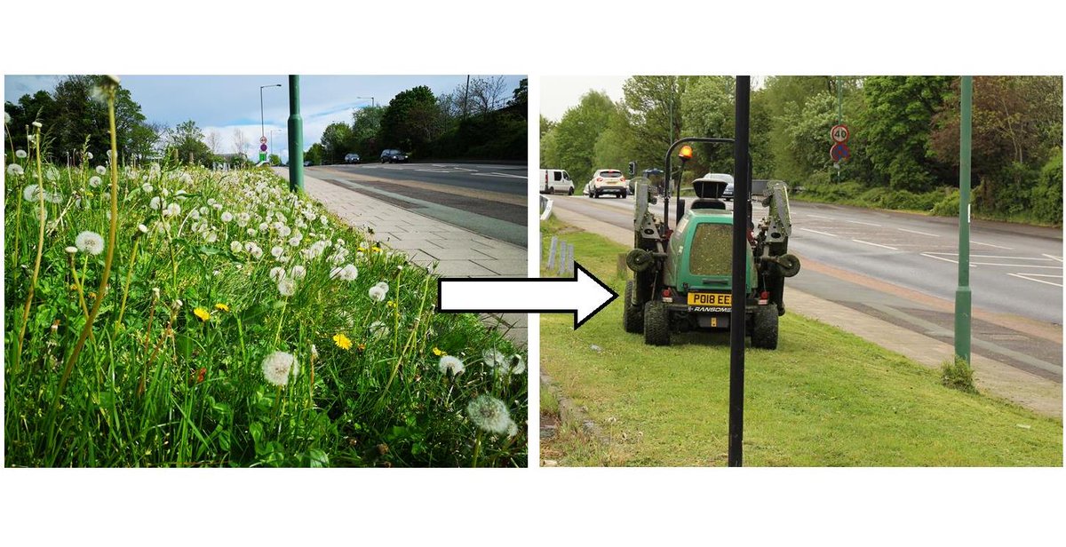 We are disappointed that #Shrewsbury Council have mown this verge in Abbey Foregate when dandelions- a key nectar source for bees- were still out. Hardly #nurturingnature as mentioned in the town plan. Pollinating insects need all the help they can get before they disappear :(
