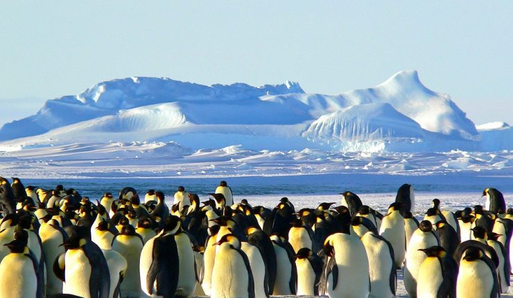 CNNChile's tweet photo. Catástrofe en la Antártida: Miles de crías de pingüino emperador se ahogaron por falta de hielo https://t.co/PtPrt87fb8 https://t.co/9vkFWuDGbq