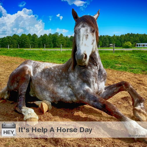 It's Help A Horse Day! 
#HelpAHorseDay #NationalHelpAHorseDay