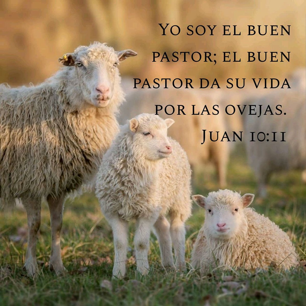 💪Manuel🙌 on Twitter: "Yo soy el buen pastor; el buen pastor da su vida  por las ovejas. Juan 10:11 LBLA https://t.co/ydl40OSgMh" / Twitter