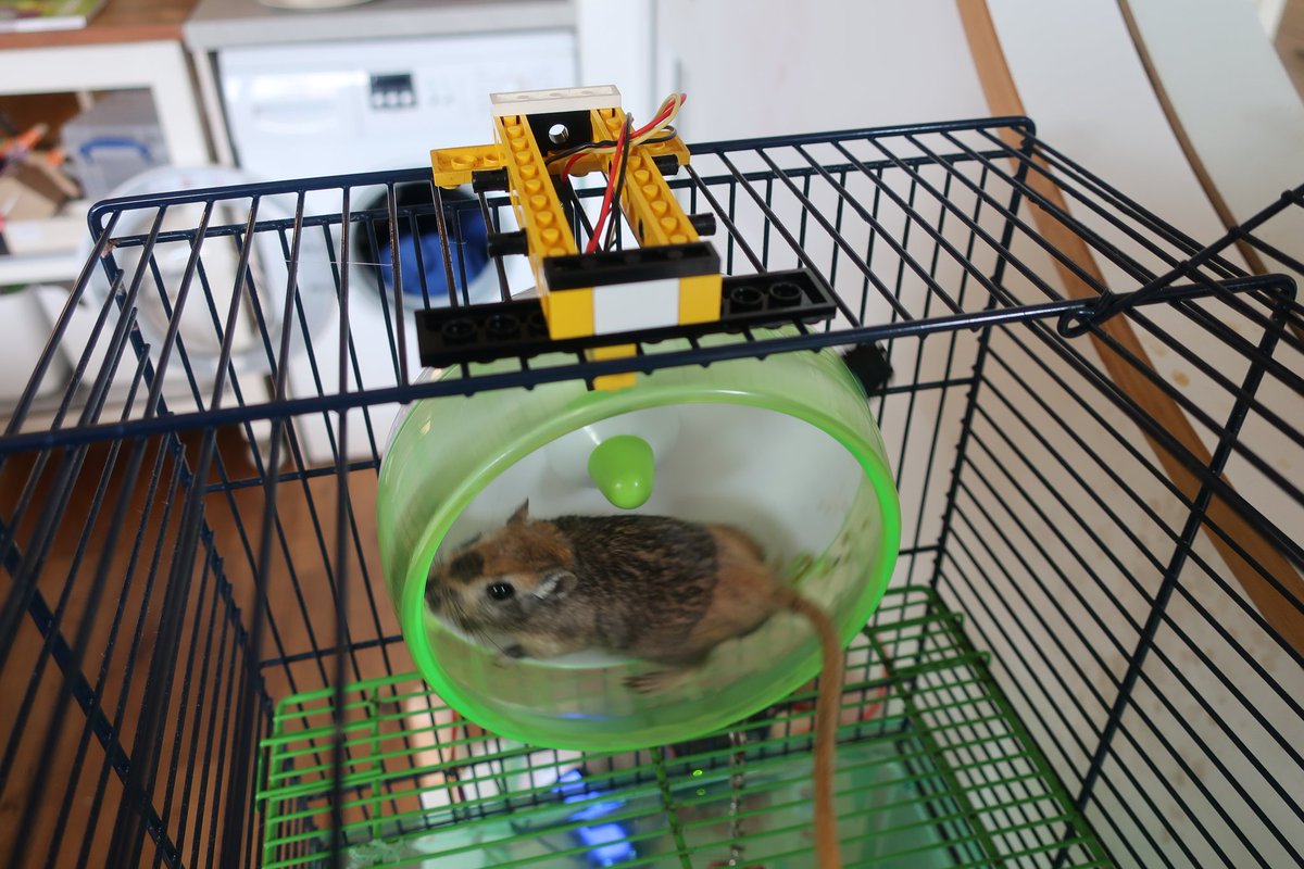 hackminster's tweet photo. #gerbils run #LondonMarathon virtually with the aid of #RaspberryPi and #arduino see https://t.co/CCNVejATF7 #coding https://t.co/xFi5cRZ5VM