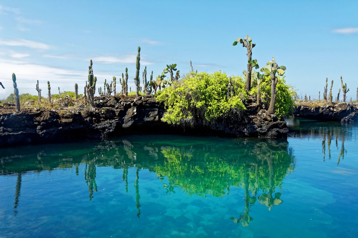 Los Tuneles in Isabela Island. The perfect spot to snorkel among turtles, sea horses, fishes and more! 

galapagos-pro.com/en/galapagos-i…

Photo credits: Hartmut Röder 
#lostuneles #turtles #seahorses #ecuador #galapagos #isabelaisland #galapagosislands #travel #tour #cruise