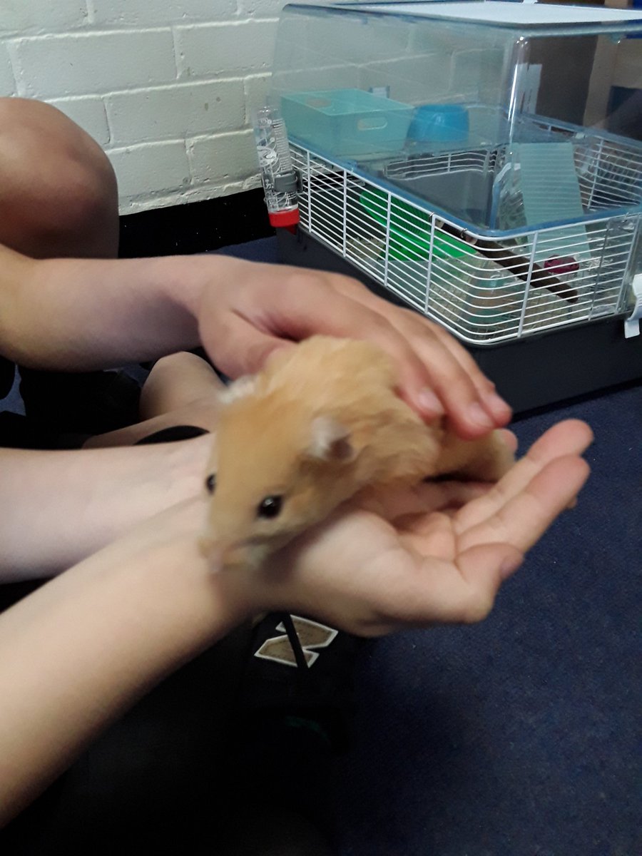 Year2TheHill's tweet photo. 2S have been enjoying having a class pet for the day. Say hello to Nibbles! We have been learning how to care for different animals for our Science topic. https://t.co/eovnbb0DwB