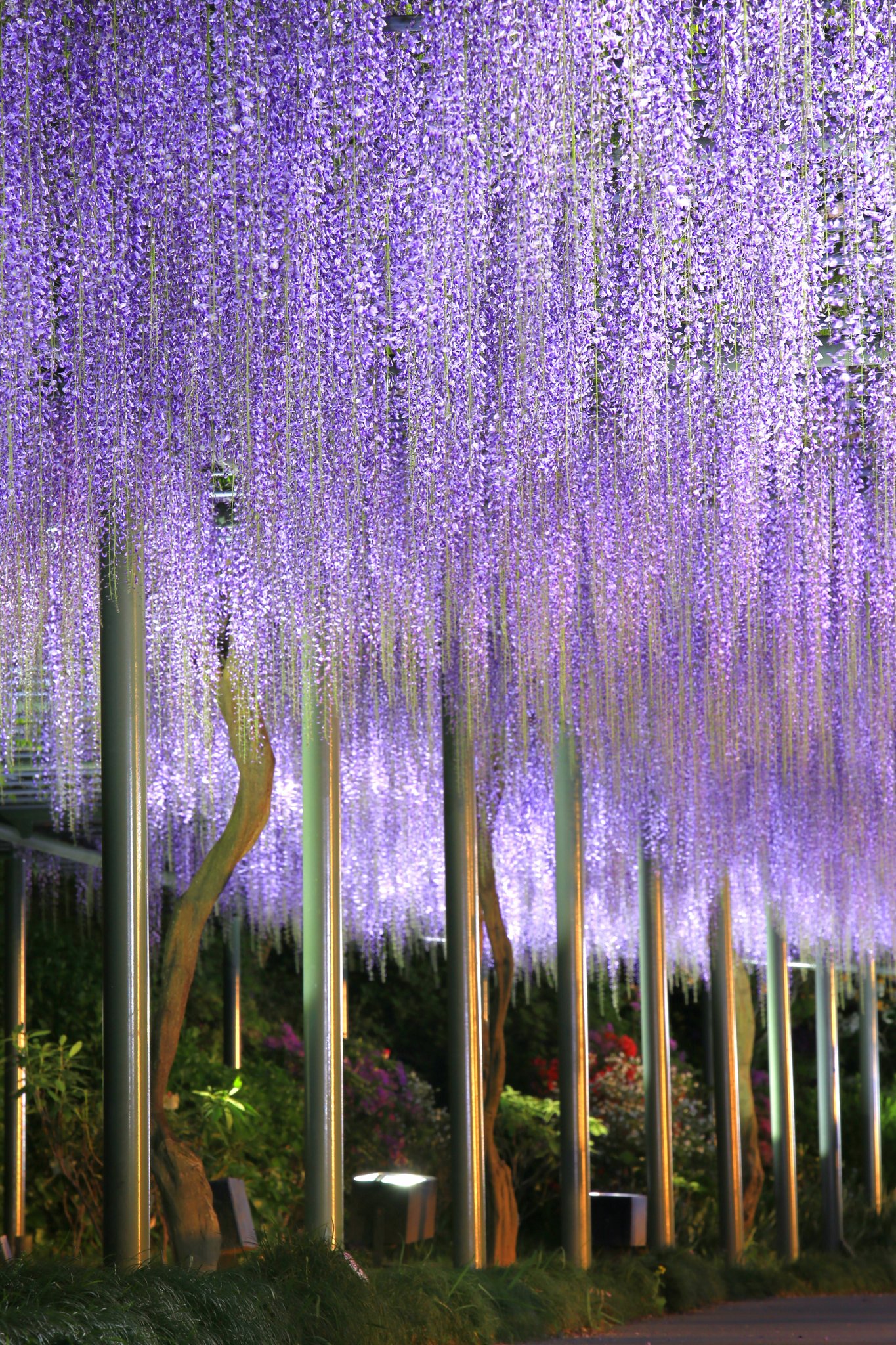 アバランチェ 今日 始まったはままつ フラワーパークにて藤の花 ライトアップ行ってきた 中々苦戦しましたが何とか 撮れてひと安心 ３枚縦写真 藤の花 浜松市 はままつフラワーパーク T Co 6zaf4dfdom Twitter