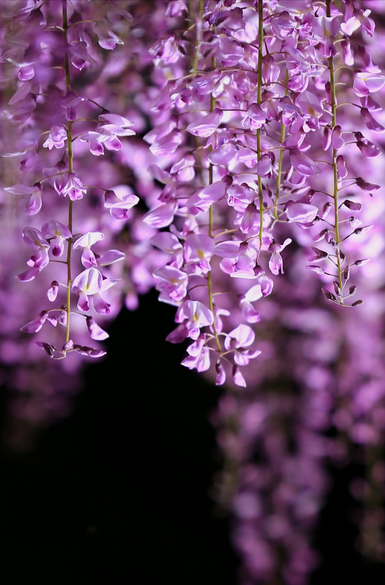 アバランチェ 今日 始まったはままつ フラワーパークにて藤の花 ライトアップ行ってきた 中々苦戦しましたが何とか 撮れてひと安心 ３枚縦写真 藤の花 浜松市 はままつフラワーパーク T Co 6zaf4dfdom Twitter