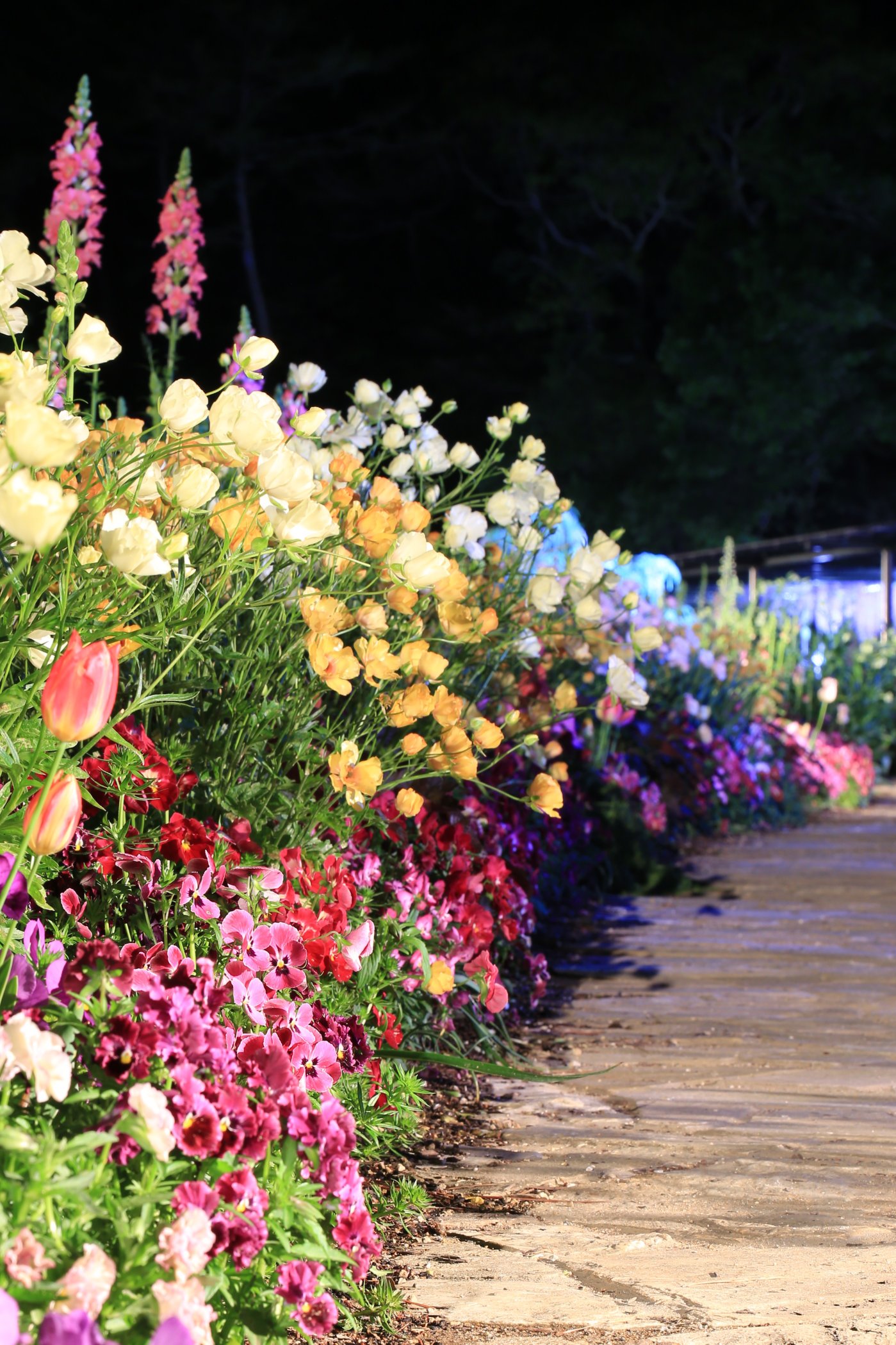 アバランチェ 今日 始まったはままつ フラワーパークにて藤の花 ライトアップ行ってきた 中々苦戦しましたが何とか 撮れてひと安心 ３枚縦写真 藤の花 浜松市 はままつフラワーパーク T Co 6zaf4dfdom Twitter