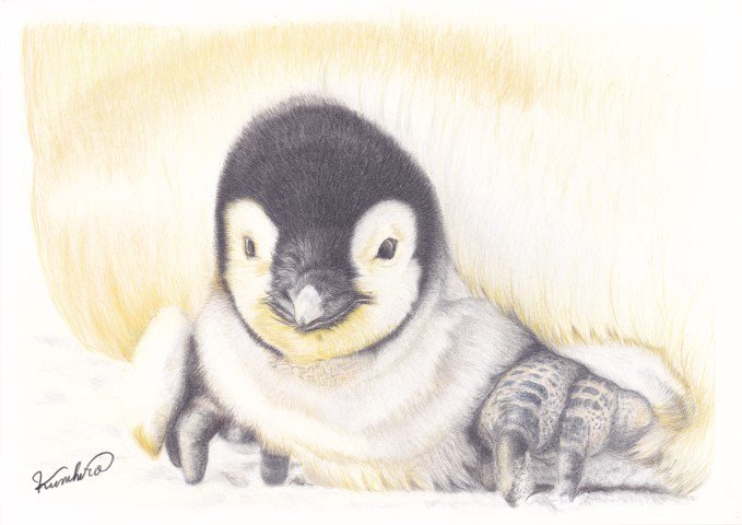 ペンギンの赤ちゃんのtwitterイラスト検索結果