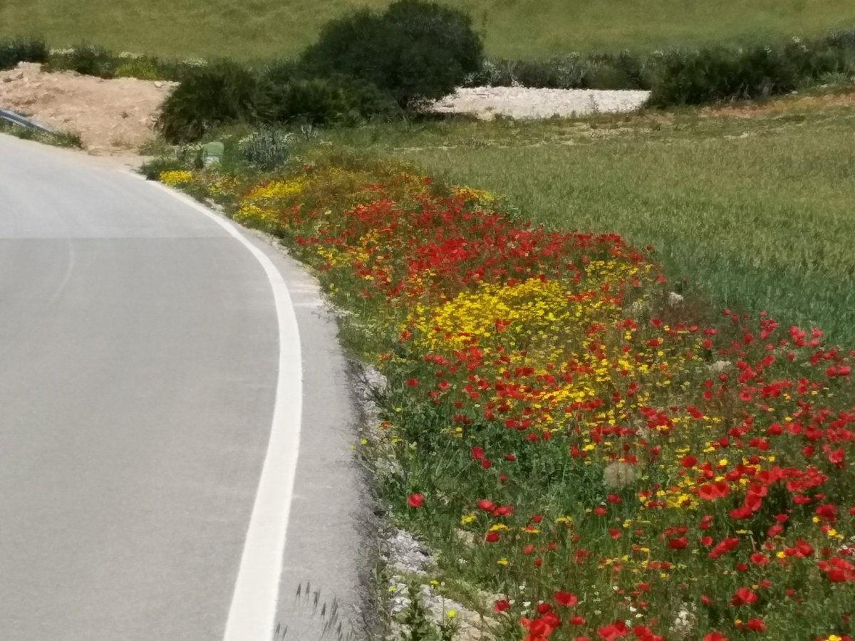 Flower ride today (not as crowded as the "Keukenhof" in Holland)😁😁
strava.com/activities/232… #strava