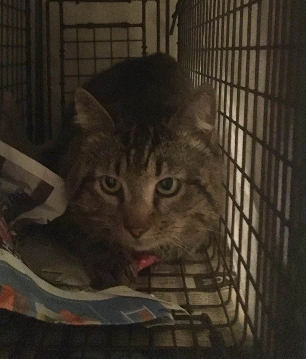 kittybungalow's tweet image. #TNRTNRTNR Can’t hashtag it enough! Last night we trapped &amp;amp; today we vet. If you’re interested in getting involved, please join us - no experience necessary! Attend orientation signupgenius.com/go/9040B4AACAF… or online kittybungalow.org/volunteer #HumaneSolutions #TNRworks #LosAngelesRescue