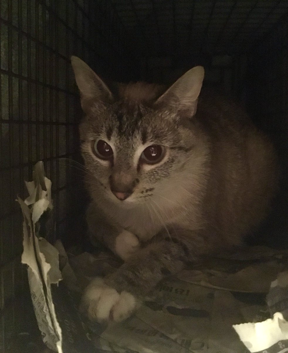 kittybungalow's tweet image. #TNRTNRTNR Can’t hashtag it enough! Last night we trapped &amp;amp; today we vet. If you’re interested in getting involved, please join us - no experience necessary! Attend orientation signupgenius.com/go/9040B4AACAF… or online kittybungalow.org/volunteer #HumaneSolutions #TNRworks #LosAngelesRescue