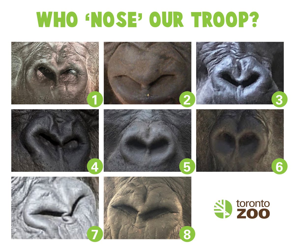 Forurenet Forbandet kind The Toronto Zoo on Twitter: "In addition to physical appearance and  behaviour, gorilla nose prints are another method used to identify  individuals, particularly in the field. Like our fingerprints, no two nose