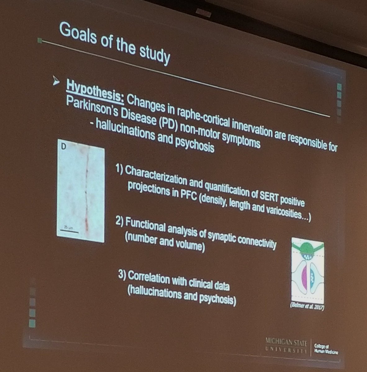 Travel award winner Amandine Roux of <a href="/msuresearch/">MSU Research</a> describes the impact of serotonergic hyperinnervation of the prefrontal cortex on #parkinsons. #ASNTR19 #diseasemodeling #pd #Neuroscience #brainresearch #brain
