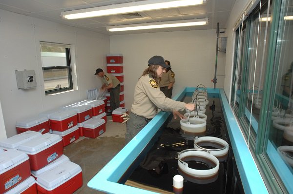 OhioDivWildlife's tweet photo. Reminder that we will be hosting open houses at three more state fish hatcheries this weekend! Open House Locations on Saturday, April 27, noon to 3 p.m.: Castalia, Kinkaid, and London State Fish Hatcheries. https://t.co/Dh0Xb8KPa2 #fishohio #fishhatcheries #fishmanagement https://t.co/2vGW6w5BU2