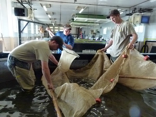 OhioDivWildlife's tweet photo. Reminder that we will be hosting open houses at three more state fish hatcheries this weekend! Open House Locations on Saturday, April 27, noon to 3 p.m.: Castalia, Kinkaid, and London State Fish Hatcheries. https://t.co/Dh0Xb8KPa2 #fishohio #fishhatcheries #fishmanagement https://t.co/2vGW6w5BU2