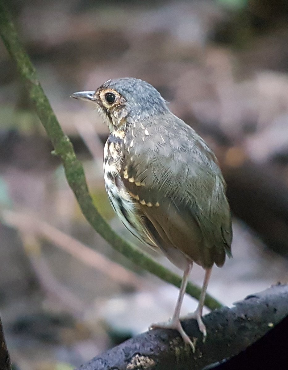 olivier_eq's tweet photo. @dratcliffe1956 
I found some good photos from our #birding trip in November 2018
I wasn't sure you had them already... 
It was pretty good... wasn't it?
#hardcorebirding yes sir... https://t.co/4Frvq0flmw