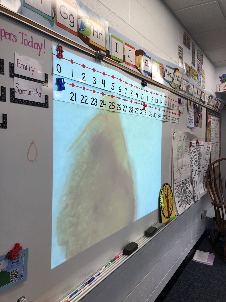1mrsbedingfield's tweet image. Using the #Proscope to look closely at seed shapes and details! #seedlings starting! #IvyHillLeague