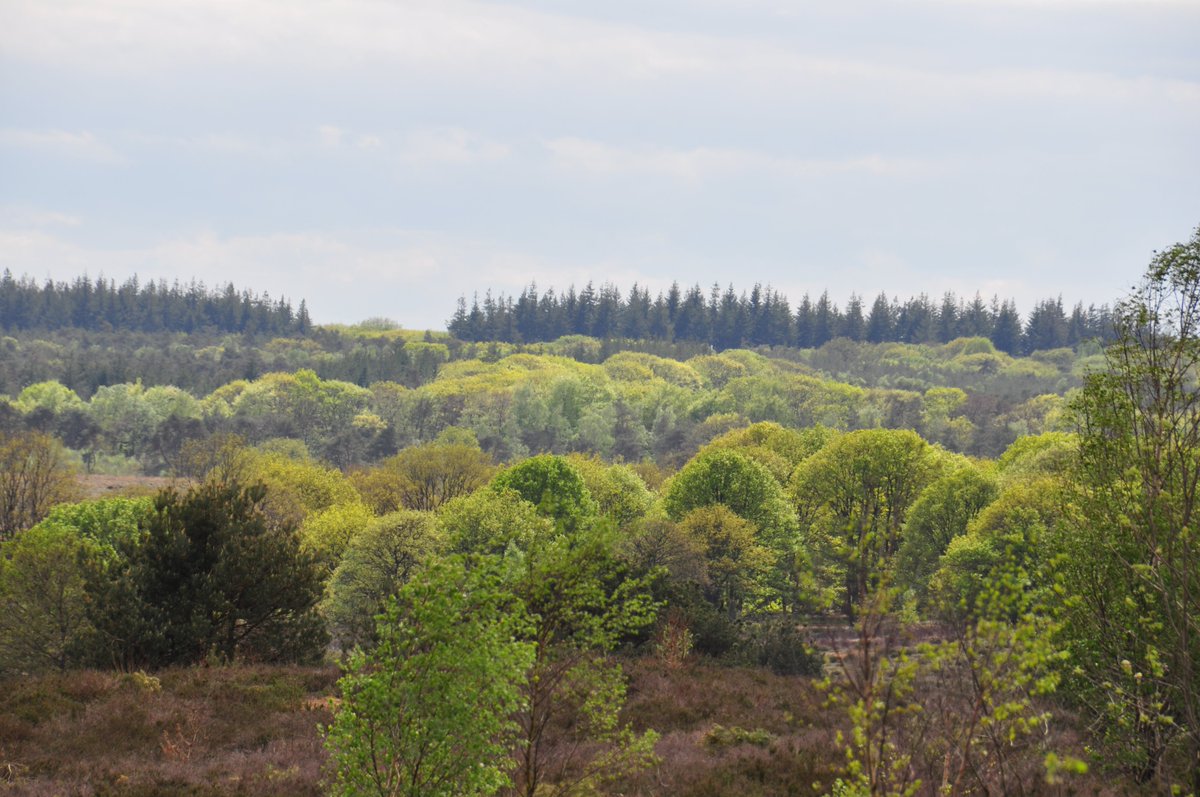 Het frisgroene beukenblad lijkt met zijn fluorescerend groen de lanen  te verlichten.
Het evenzo jonge blad van de inlandse eik slaakt een zucht van verlichting na de broodnodige regen.
Het is genieten op de Sallandse Heuvelrug, letterlijk en figuurlijk 50 tinten groen.