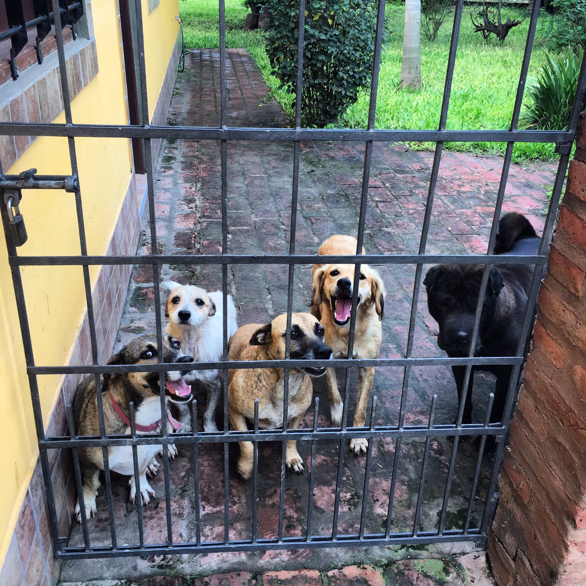 jennireyes_90's tweet photo. Whisky 📸 #Flauta #Splinter #Rita #Chingui #Ciro https://t.co/wGfeNnapja