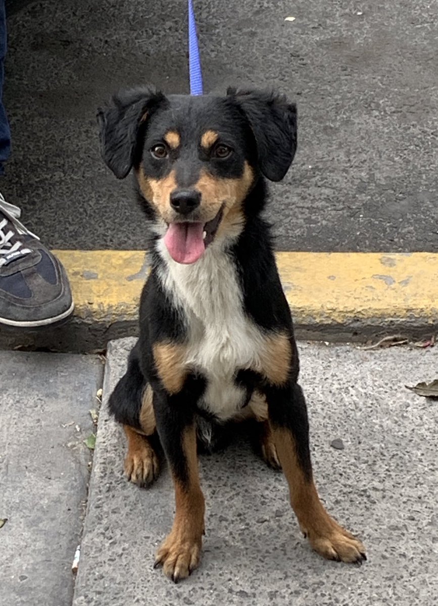 IvanNavaMx's tweet photo. Milo del antirrabico ya se recupera, inclusive se ve mejor y mas sonrriente, es talla pequeña y esta en adopció, ayudanos con un RT. https://t.co/5I7GkNNyKI