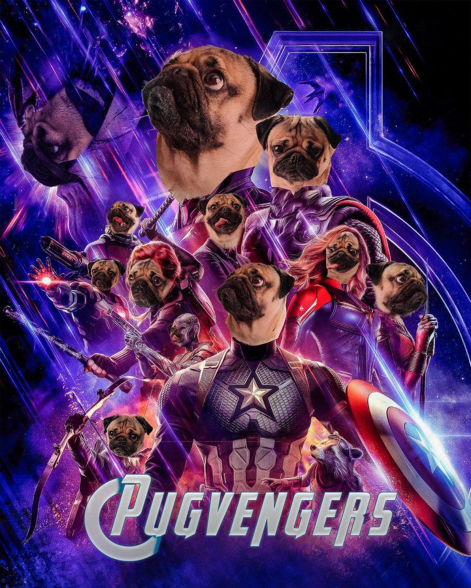 368 best Twitter u/itsdougthepug images on Pholder | As a ...