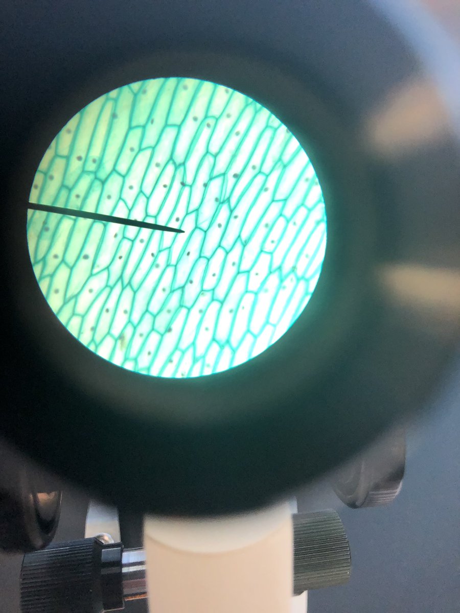 Koolin_With_K's tweet photo. Microscope day! Love the reactions they give when they see an actual cell! #HMSProud #OurFISDStory https://t.co/R0flOaTqsH